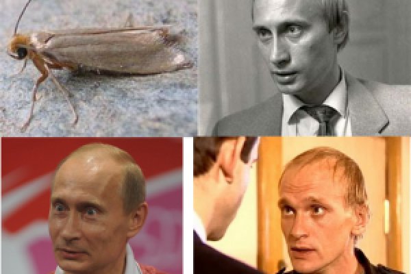 Kraken вход