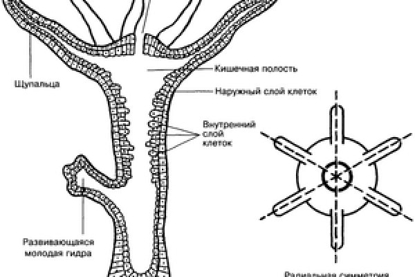 Что можно купить в кракене