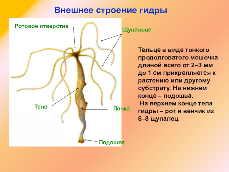Модератор на кракене